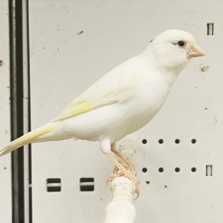 Buy Canary Raza