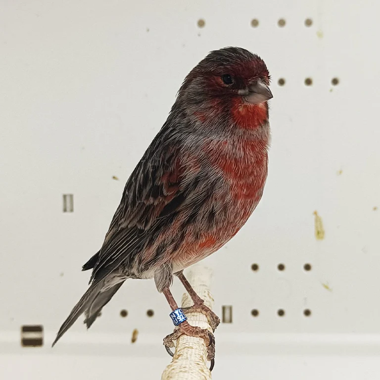 Buy Red Black Agate Mosaic Canary