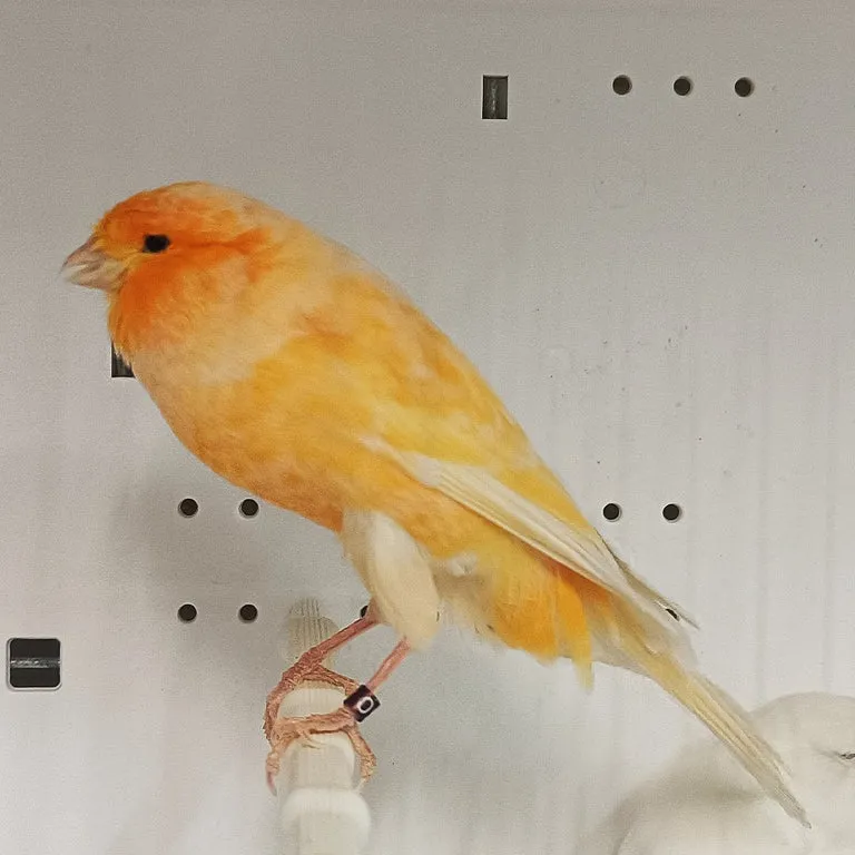 Buy Yorkshire Canary For Sale