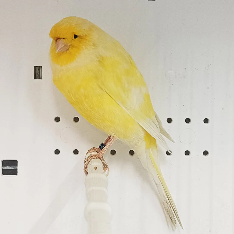 Buy Yorkshire Canary For Sale