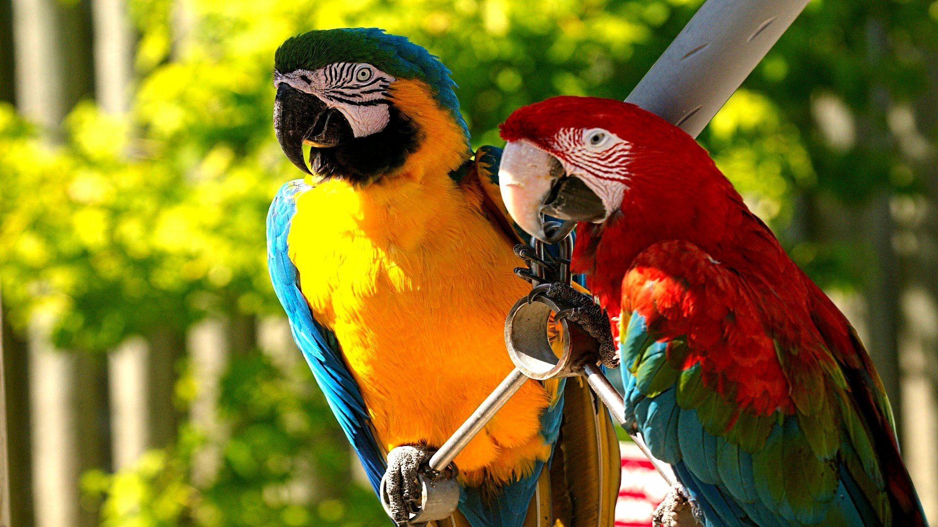Buy Exotic Birds For Sale