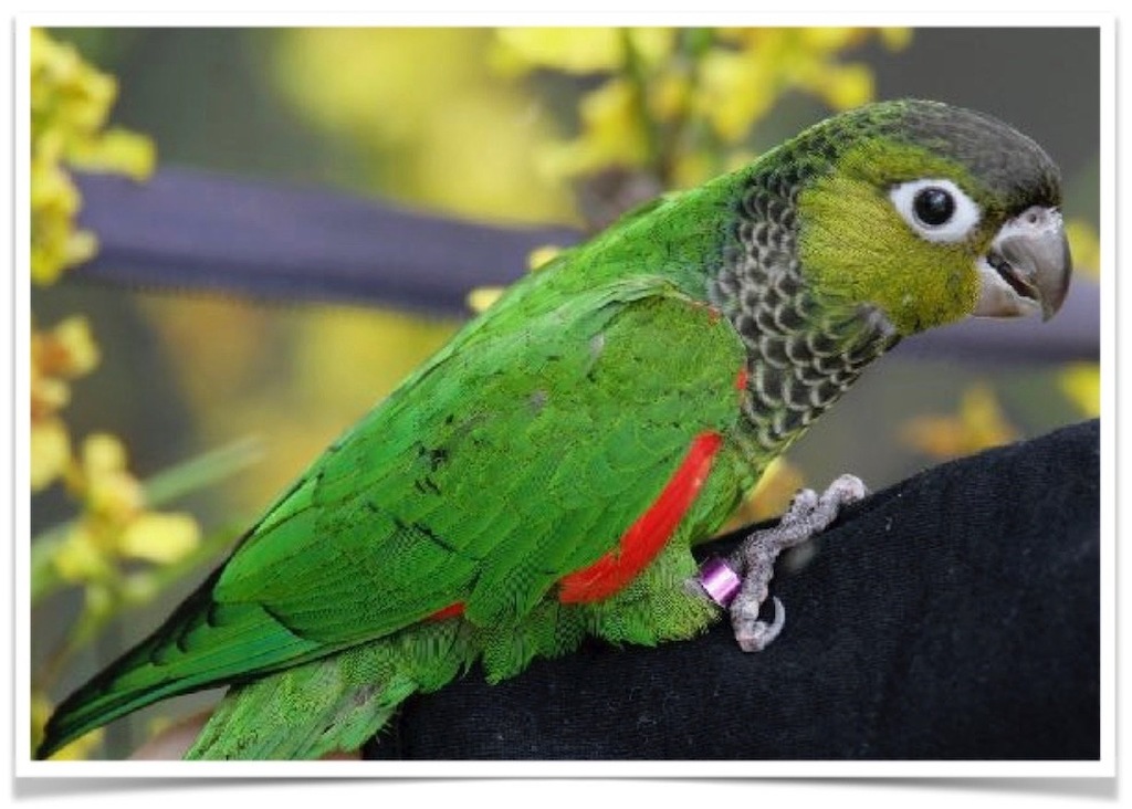 Buy Black-capped Conure - Black-capped parakeet - Rock conure Online