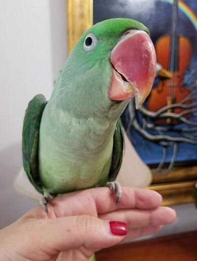 BUY ALEXANDRINE PARAKEET FOR SALE - Image 3