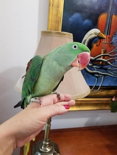 BUY ALEXANDRINE PARAKEET FOR SALE - Image 5