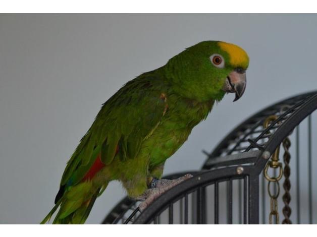 BUY AMAZON PARROTS FOR SALE - Image 4
