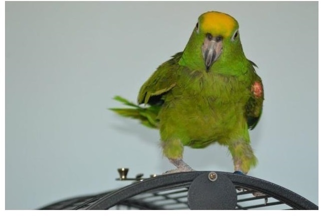 BUY AMAZON PARROTS FOR SALE - Image 5