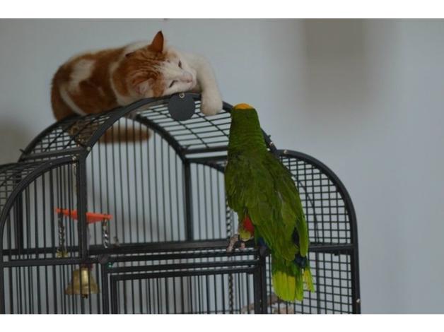 BUY AMAZON PARROTS FOR SALE - Image 6