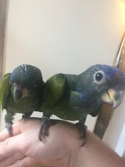 BUY BLUE HEADED PIONUS FOR SALE - Image 5