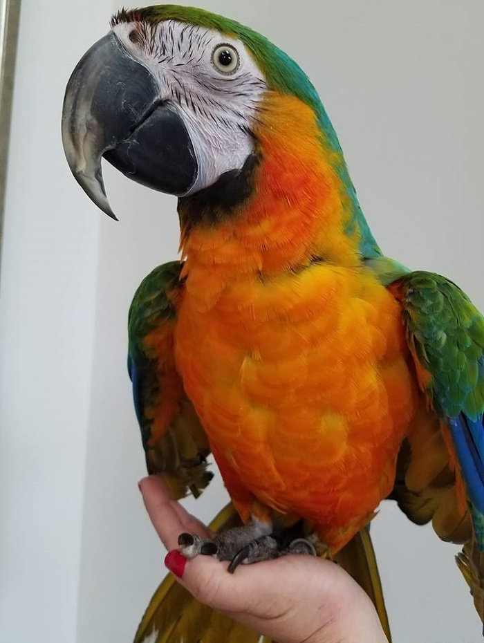 BUY CATALINA MACAW FOR SALE - Image 4
