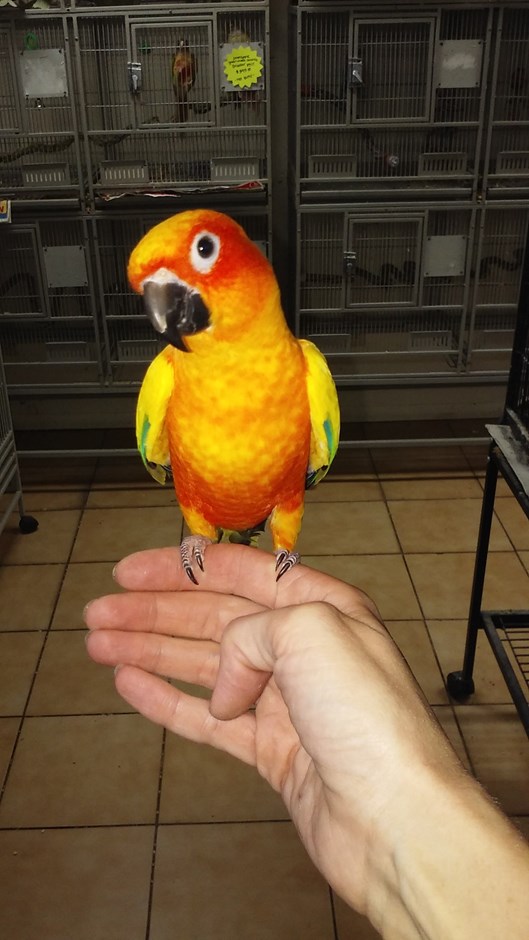 BUY CONURE FOR SALE - Image 3