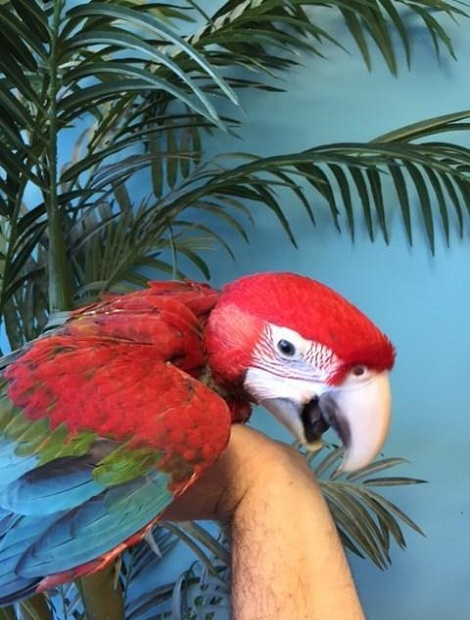 BUY GREEN WING MACAW FOR SALE - Image 3