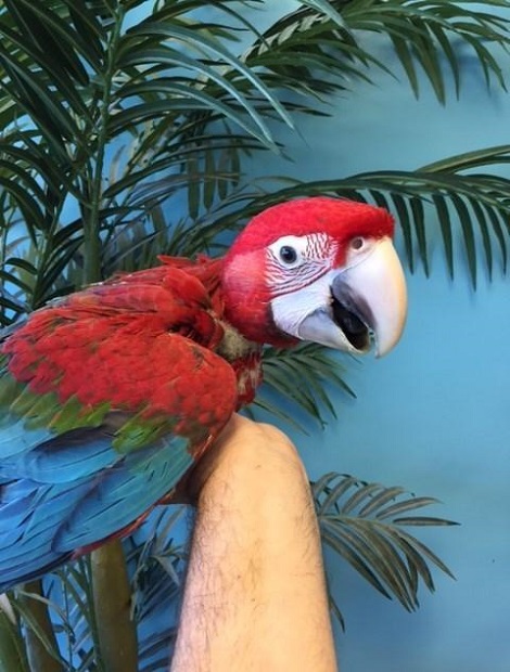 BUY GREEN WING MACAW FOR SALE - Image 4