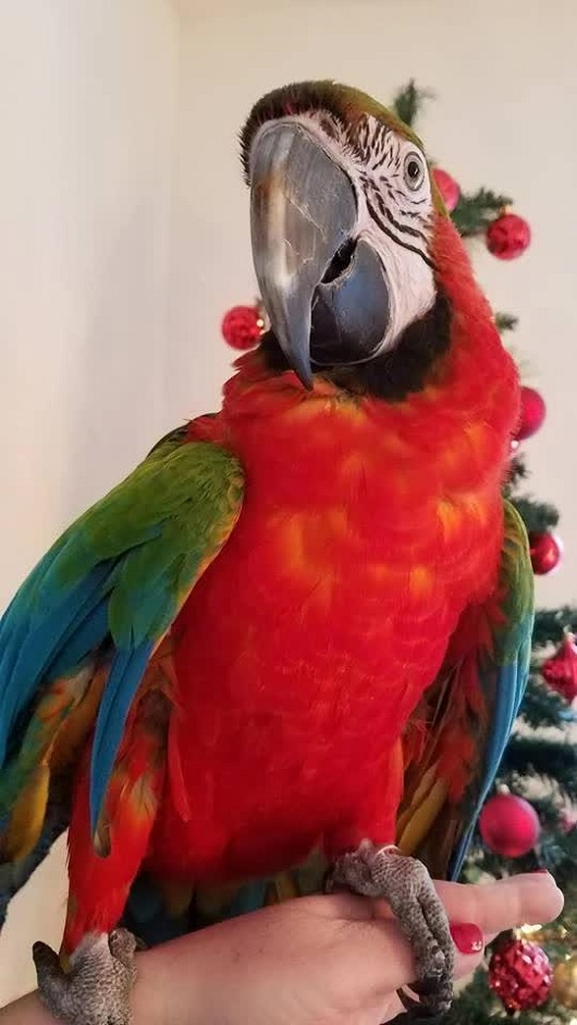 BUY HARLEQUIN MACAW FOR SALE - Image 3