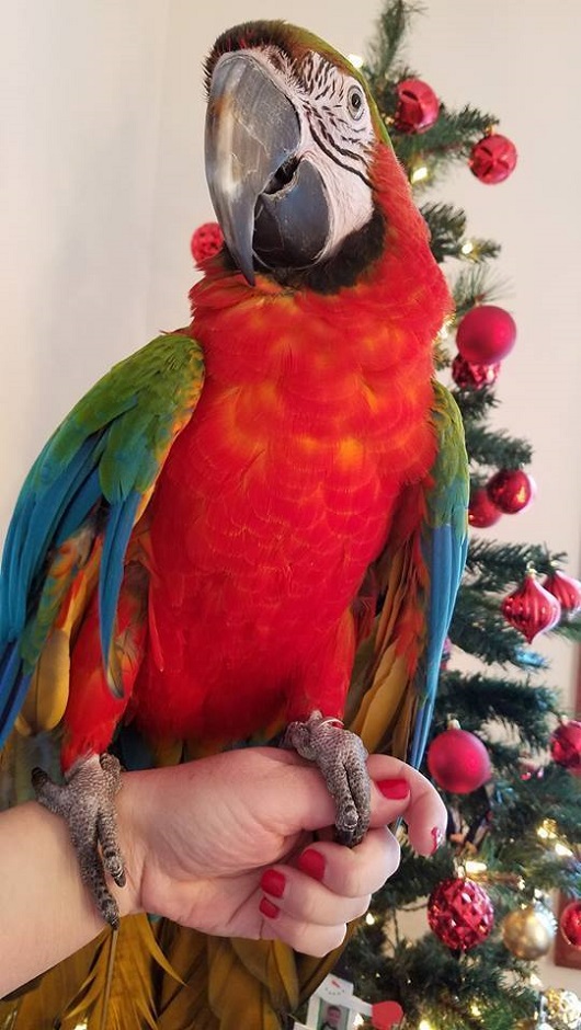BUY HARLEQUIN MACAW FOR SALE - Image 4