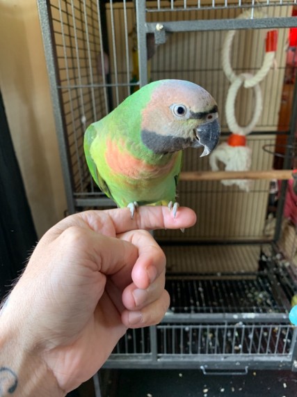 BUY PARAKEETS FOR SALE - Image 3