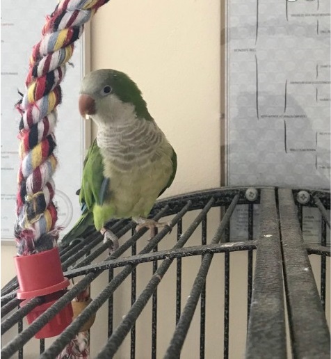 BUY PARAKEETS FOR SALE - Image 4