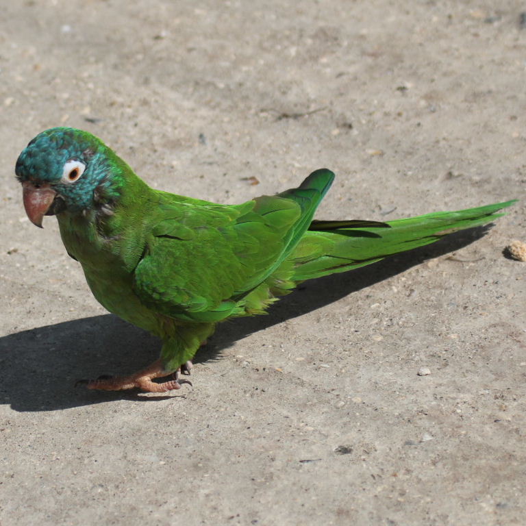BUY BLUE CROWN CONURE FOR SALE - Image 4