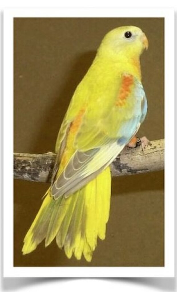 Buy Yellow Turquoisine Parakeet Online - Image 2