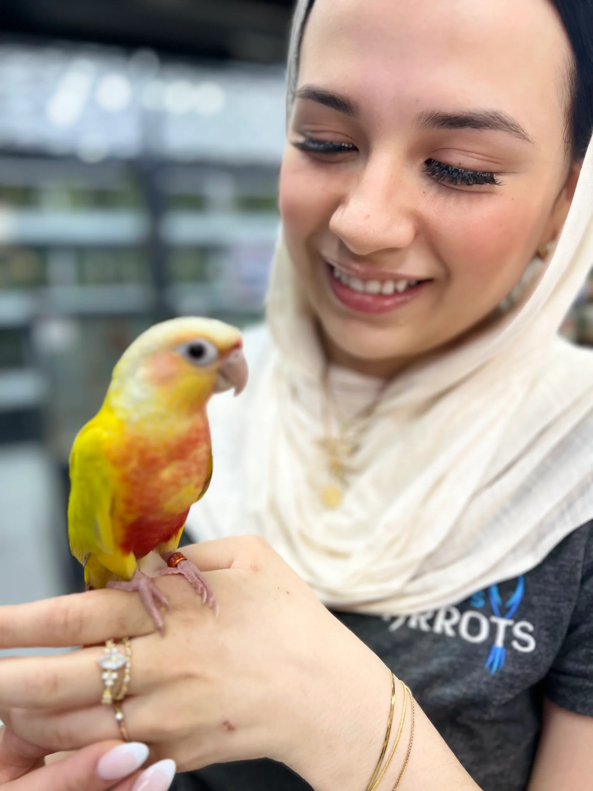 Buy Exotic Birds For Sale