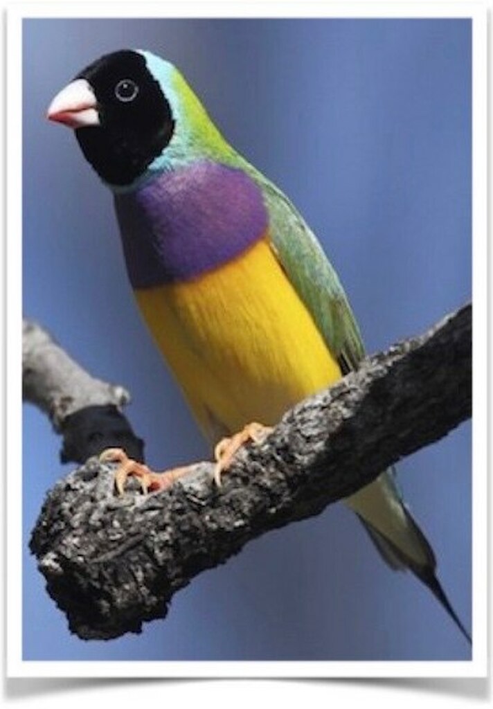 Buy Lady Gouldian Green Back Normal (BLACK HEAD MALE ONLY) Online - Image 5