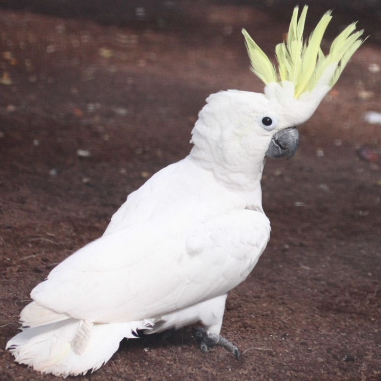 LESSER SULPHUR CRESTED COCKATOO FOR SALE - Image 3