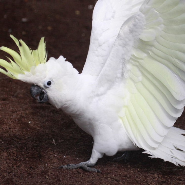 LESSER SULPHUR CRESTED COCKATOO FOR SALE - Image 4