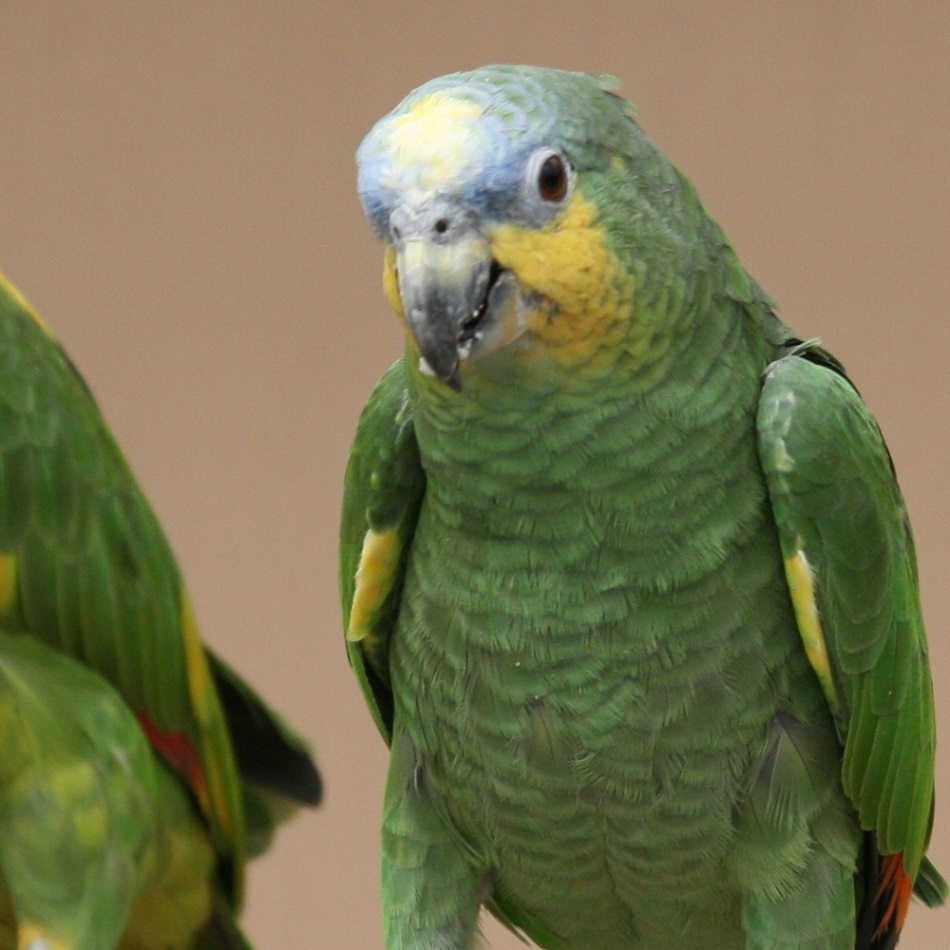 ORANGE WINGED AMAZON FOR SALE - Image 3