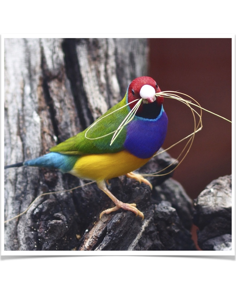 Buy Lady Gouldian Green Back Normal (BLACK HEAD MALE ONLY) Online - Image 8