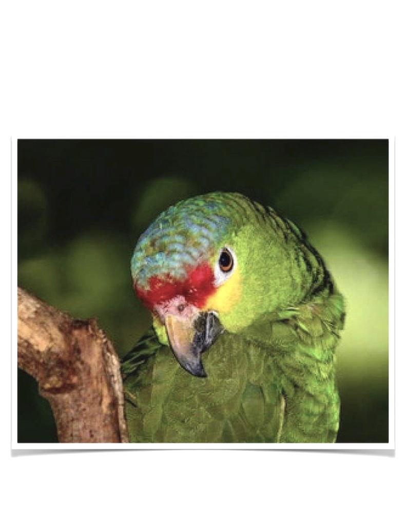 Buy Red-Lored Amazon Online - Image 2