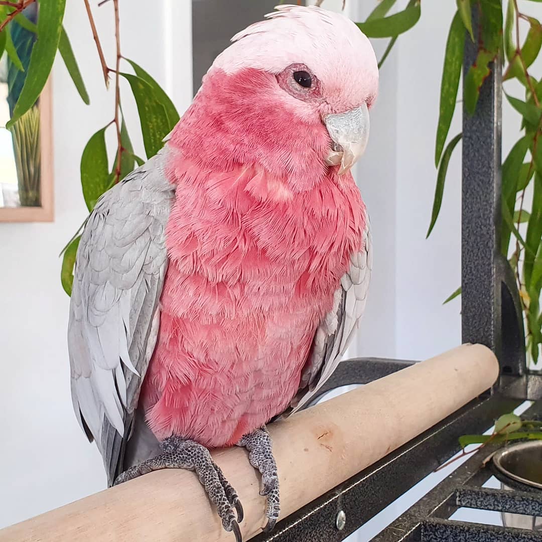 Rose-Breasted Cockatoo