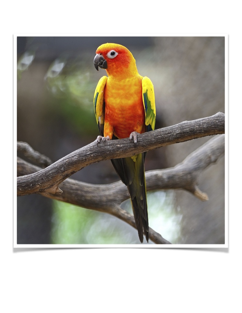 Buy Conure - Sun Online