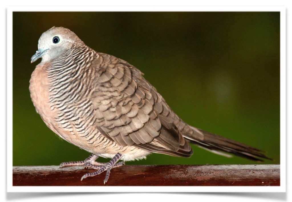 Buy Zebra Doves Online