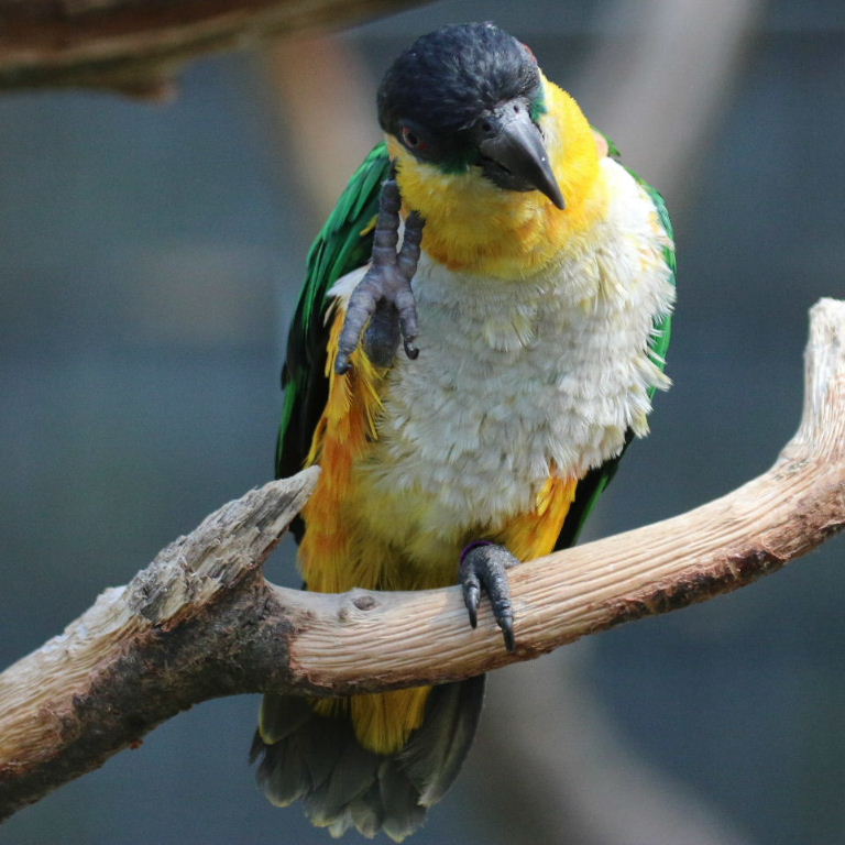 BUY BLACK HEADED CAIQUE FOR SALE - Image 4