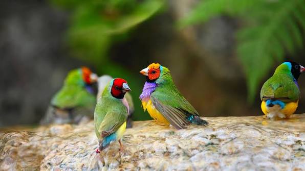Buy Finches For Sale